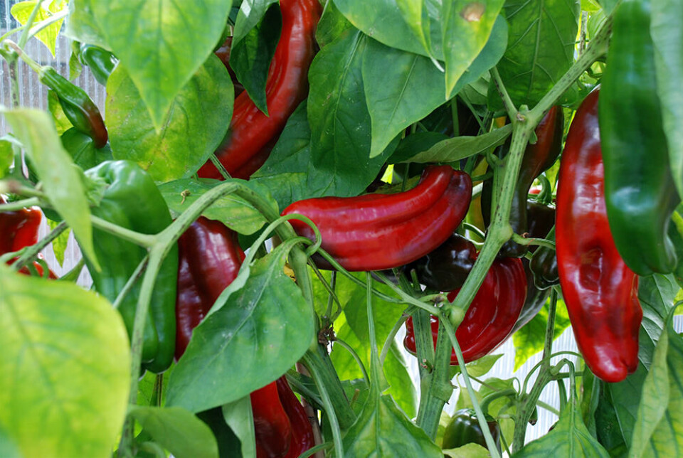 Paprika er utsatt for luseangrep. (Foto: Jorunn Amdal) Paprikaplante med lus