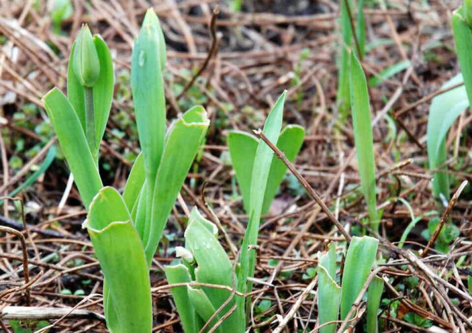 Tulipaner spist av rådyr er et sørgelig syn. Foto: Jorunn Amdal. Tulipaner spist av rådyr