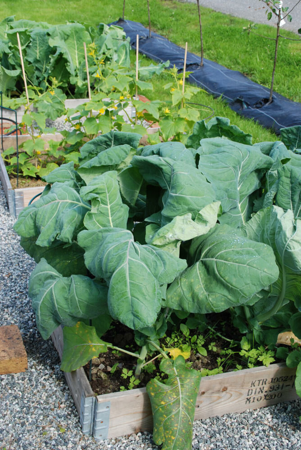Kålplanter er næringskrevende Pallerkarm med kålplanter