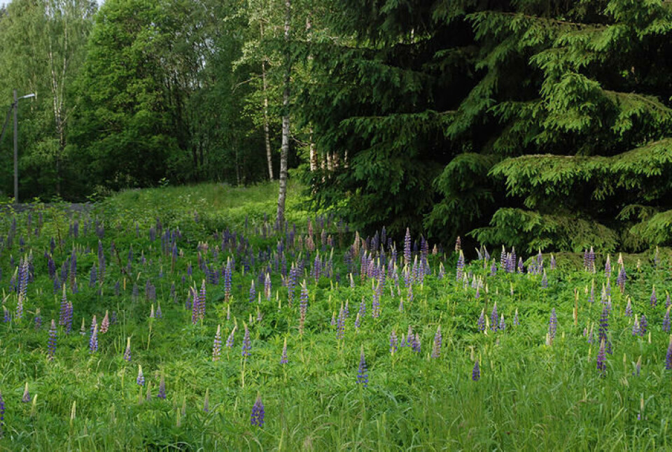 Lupin som for stå i fred, spres videre ut i naturen. Mange blå lupiner som vokser i utgangen av en skog.