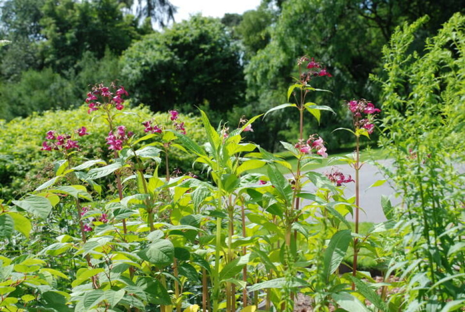 Kjempespringfrø blir vanligvis rundt 1,5 m høy. Planten har saftige stengler, er storvokst med skarpt rosa blomster. Kjempespringfrø har høye stilker og skarpt rosa blomster.