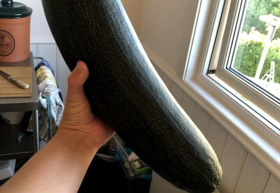 En rugg av en squash som er blitt litt treen og vel fast i fisken. Kan den brukes til matlaging likevel? Så klart! En hånd som holder en kjempestor, forvokst squash.