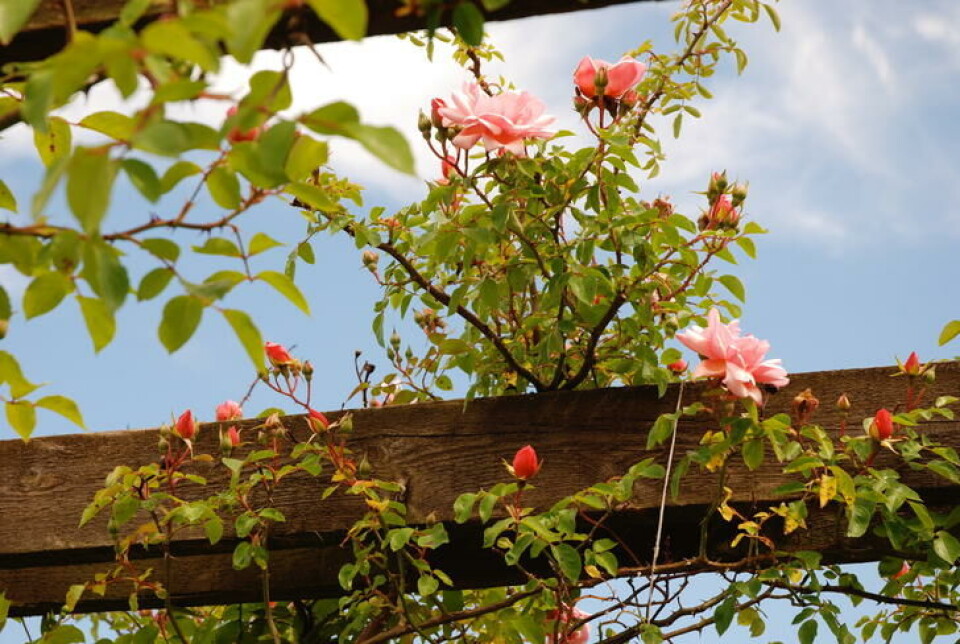 Vakker rose klatrer på solid pergola. Rosa klatrerose som klatrer på solid støtte