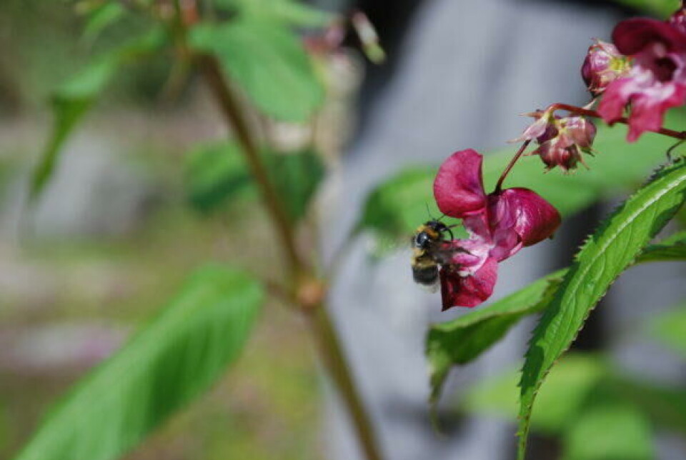 Kjempespringfrø er insektpollinert og har en svært sukkerholding og næringsrik nektar. Nærbilde av en humle som sitter i en skarpt rosa blomst.