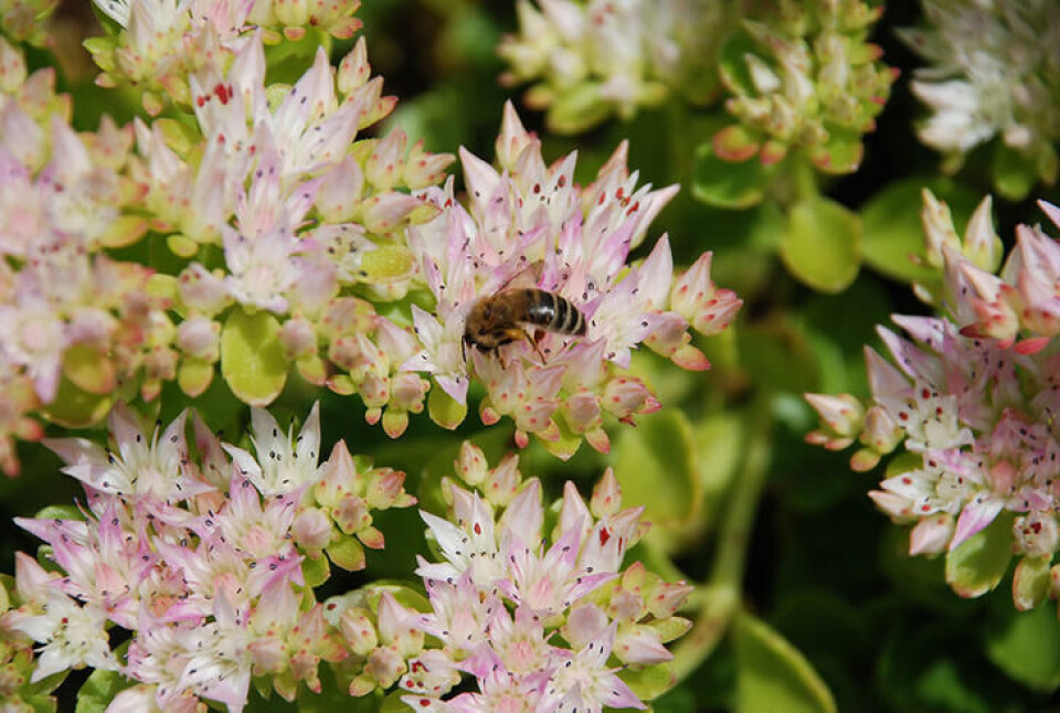 Gravbergknappen er småvokst og tilsynelatende uskyldig, høyt skattet av insekter. Nærbilde av bildene til gravbergknapp. Her sitter en bie midt i blomstene.
