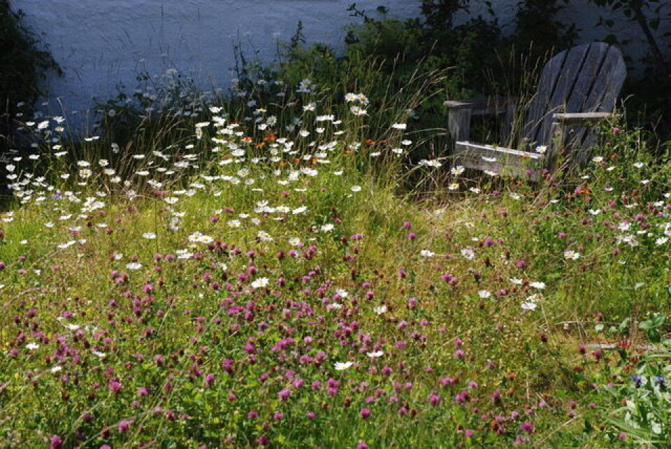 Drømmen om en blomstereng kan realiseres, til glede for deg og insektene. Blomstereng med en gammel hagestol.