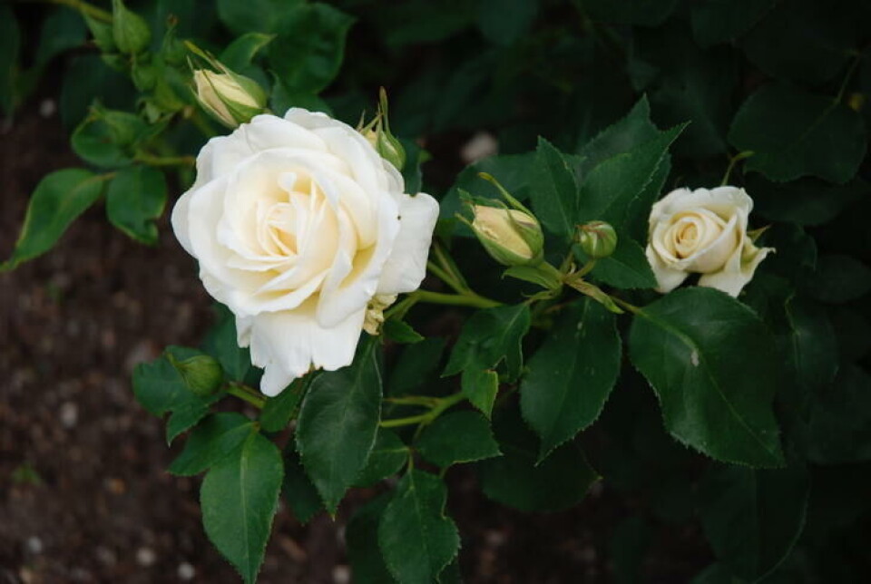Lekker hvit rose med blankt, grønt bladverk. Alle fotos: Jorunn Amdal Lekker hvit rose med blankt, grønt bladverk.