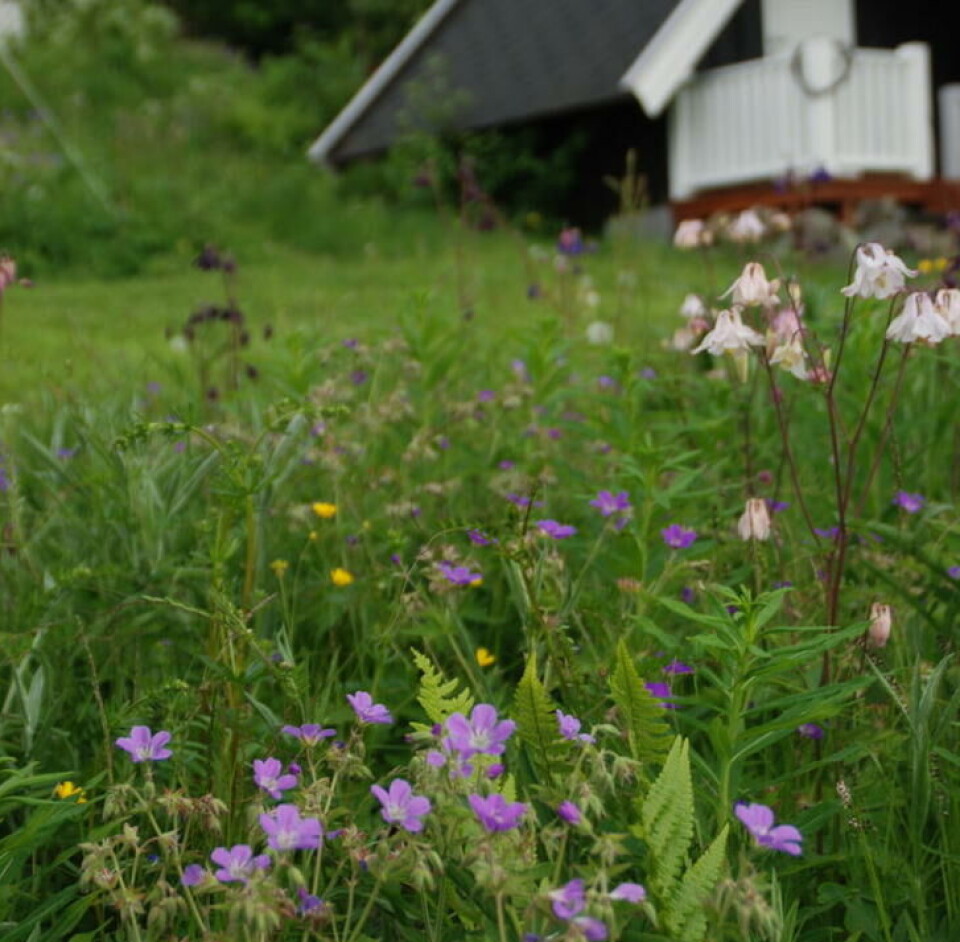 Deler av hagen kan settes av til blomstereng. Blomstereng, med gressplen bak.
