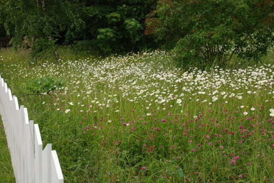Stakittgjerde og en vaiende blomstereng gir maksimal sommerfølelse. Blomstereng med hvitt gjerde