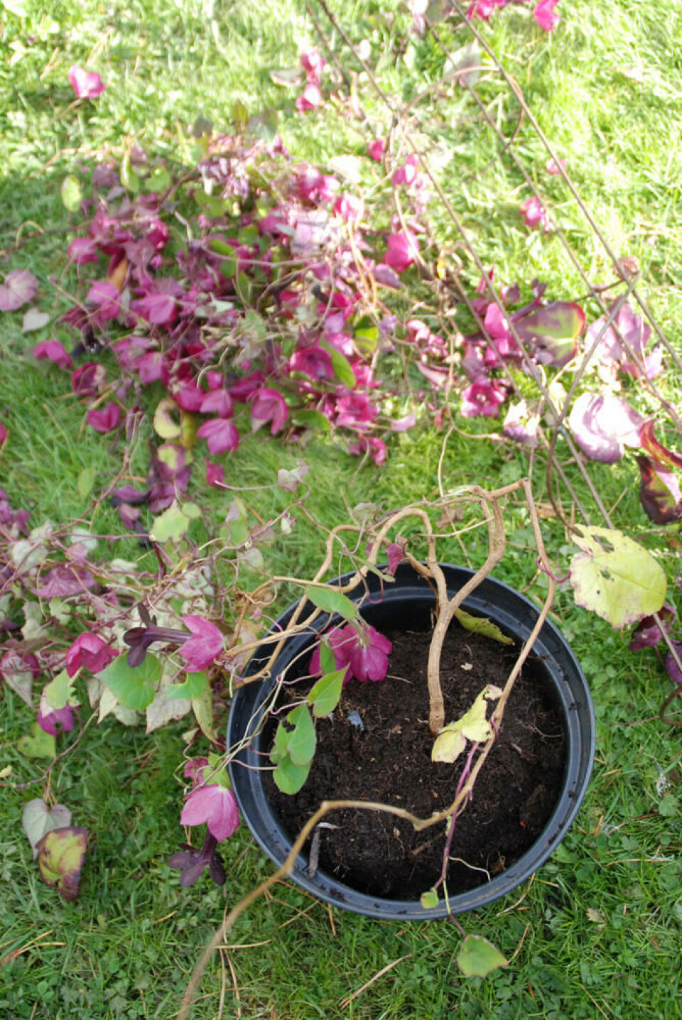 Klipp ned planten om høsten og overvintre den som pelargionia. Foto: Marianne Utengen Avklippet blodbeger, klar til overvintring,