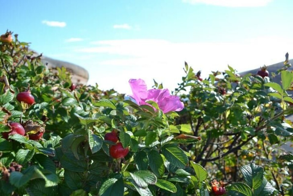 Når rynkerosen sprer seg på strendene våre, blir de helt ufremkommelige, både for mennesker og dyr. Rynkerose i miljø på strand ved svaberg.