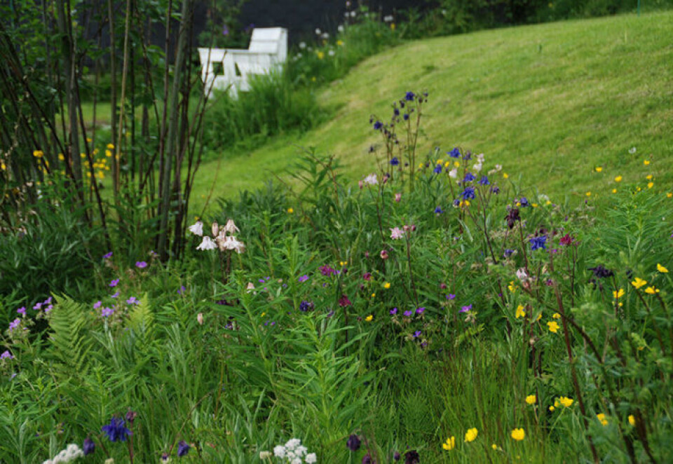 En blomstereng skal ikke gjødsles – verken før, under eller etter sådd. Blomstereng i en skråning med en hvitmalt hagestol