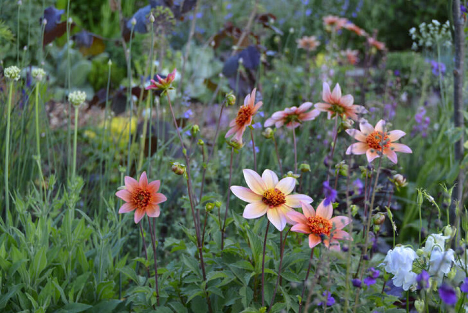 Dahlia blomstrer lenge og får lett hovedrollen i et staudebed. Oransje dahlia i et staudebed med prydløk og stauder i kalde nyanser.