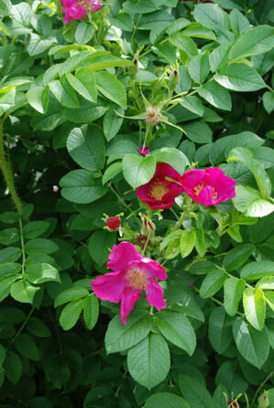 Rynkerose er for mange duften av sommer, men den sprer seg svært villig både med nyper og rotskudd. Sjokkrosa rynkerose med friskt grønne blad.