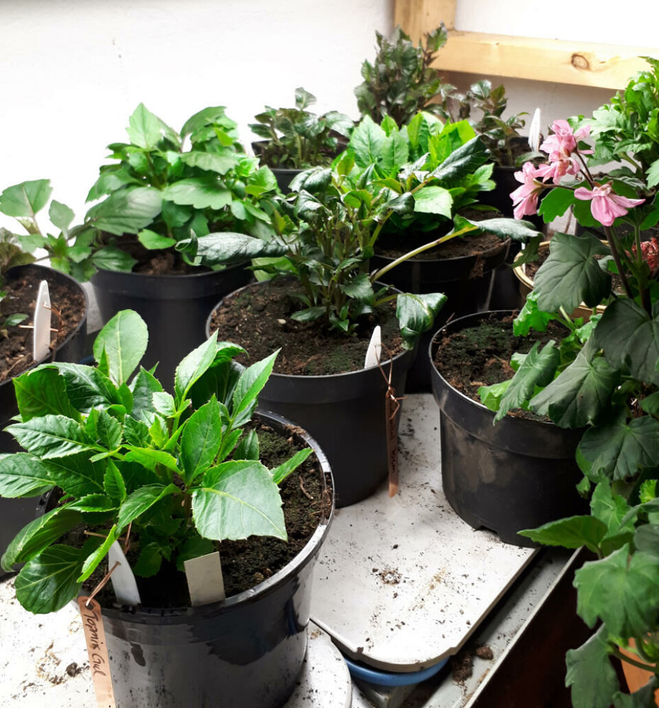 Straks veksten er i gang trengs masse lys. Fotograf: Marianne Utengen. Små dahliaplanter under plantelys.