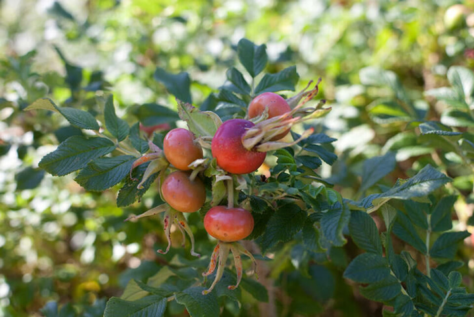 Nypene er karakteristiske med sin litt flattrykte form. Røde nyper av nyperose.