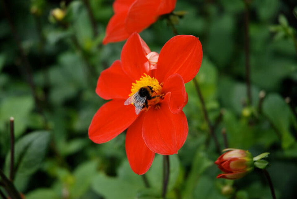 Velg også sorter med åpne blomster – for insektene. Fotograf: Marianne Utengen. En humle spiser mat i en enkel dahlia