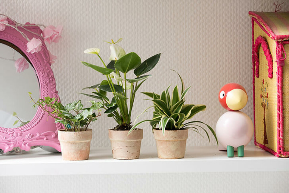 Grønne planter gjør rommet koseligere og passer sammen med all annen pynt. Foto: Floradania Tre potter med grønne planter på en hylle med ulik pynt i rosafarget.