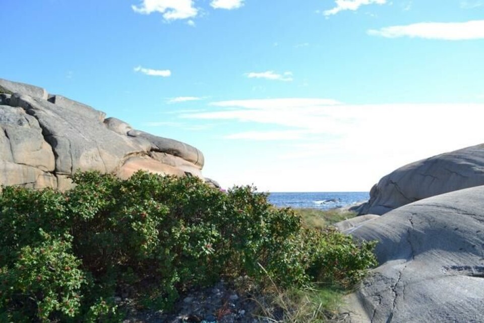 Rynkerosen, og frøene dens, er tålerant mot salt. Det gjør den til et stort problem langs strender. Rynkerose på et svaberg ved havet.
