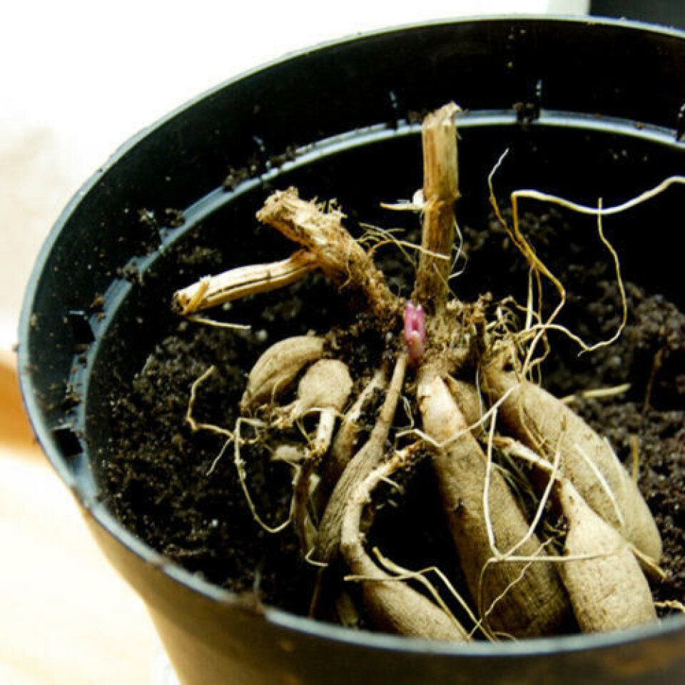 Her ser en tydelig skuddet som allerede er i gang. Foto: Marianne Utengen Dahliaknoll i potte