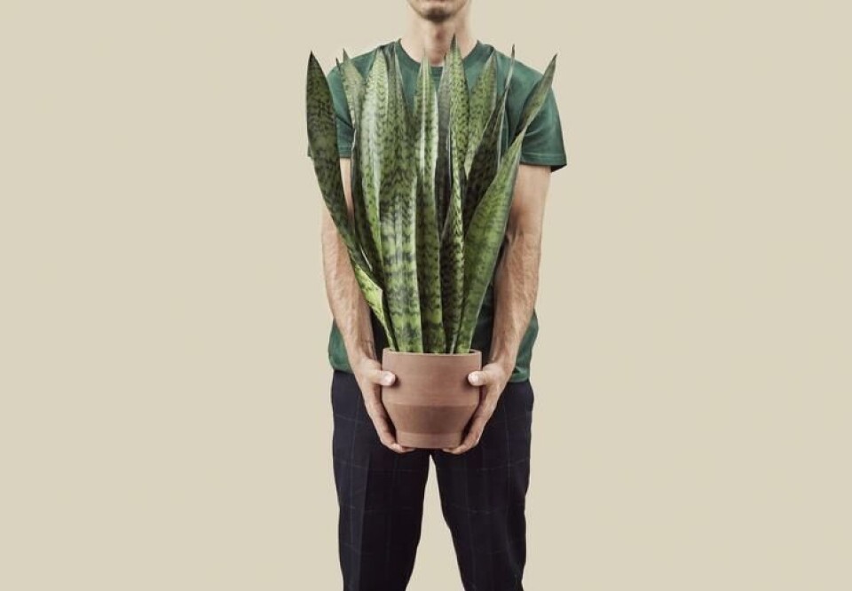 Bajonettplanten tåler det meste - men ikke for mye vann. Foto: Floradania Mann som holder en stor bajonettplante.