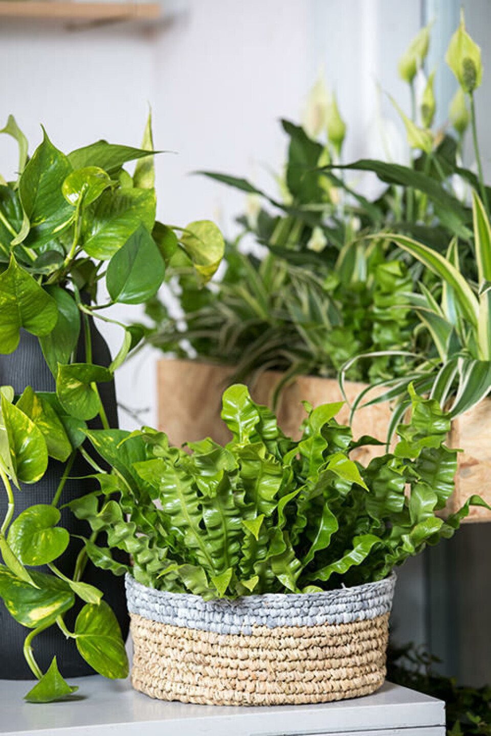 Gullranke (t.v), fredslilje (bak) og (Asplenium) (foran) er lettstelte og hardføre planter. Gullranke, fredslilje og fugleredebregne i potter.