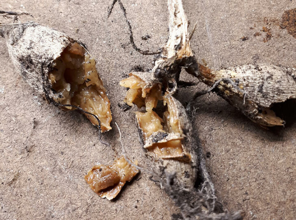 Kulde kan gi råte. Også driving med lav temperatur. Fotograf: Marianne Utengen. En rotten dahliaknoll