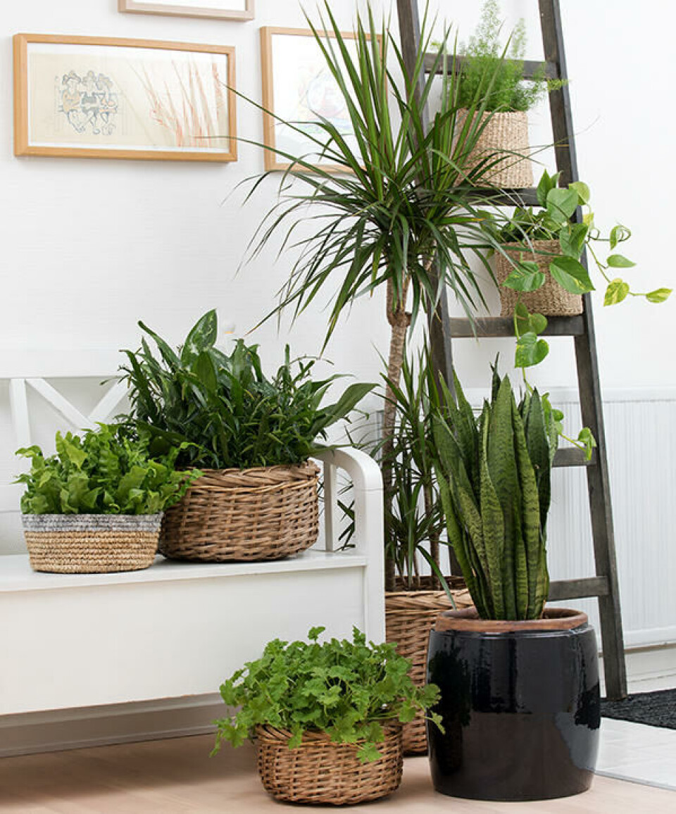 Med grønne planter kan du gi farge til et lyst rom. Foto: Floardania Ulike grønne planter i et lyst rom.