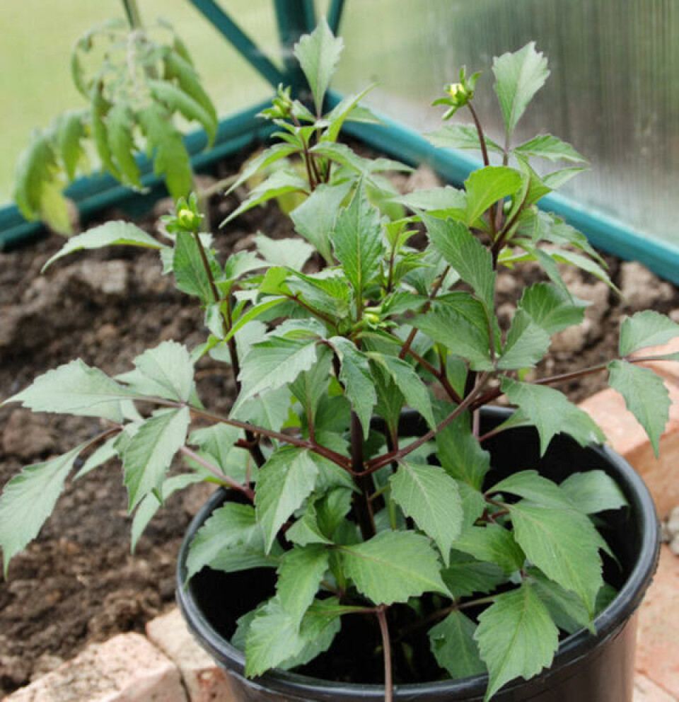 Nå er det snart klart til utplanting. Foto: Marianne Utengen Dahliaplante i veksthus med knopp