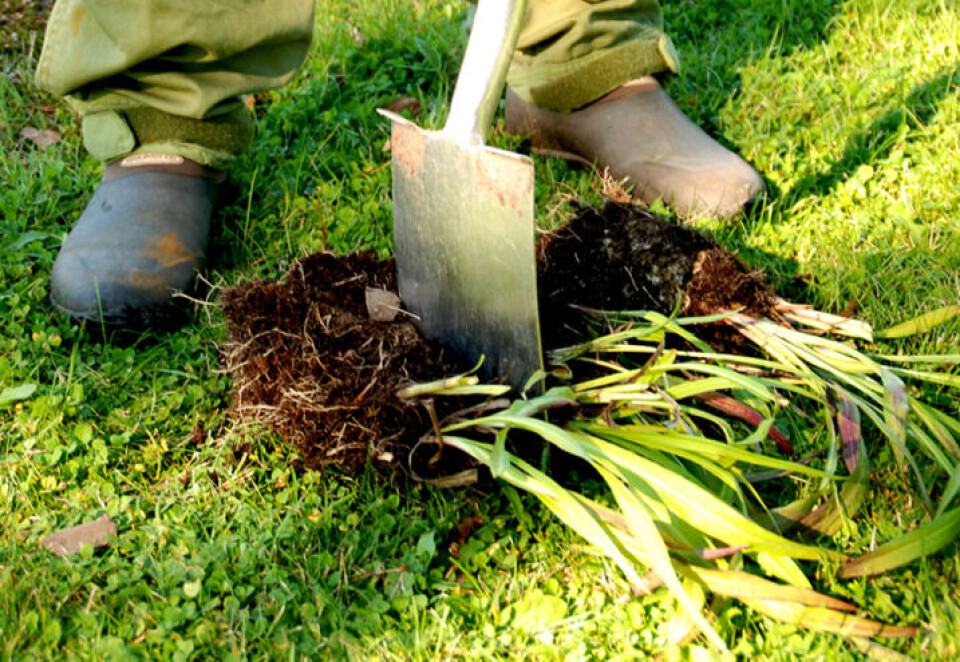 Deling av stauder Deling av stauder
