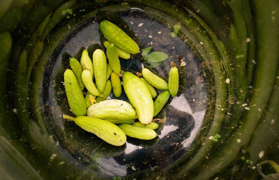 sylteagurker sylteagurker