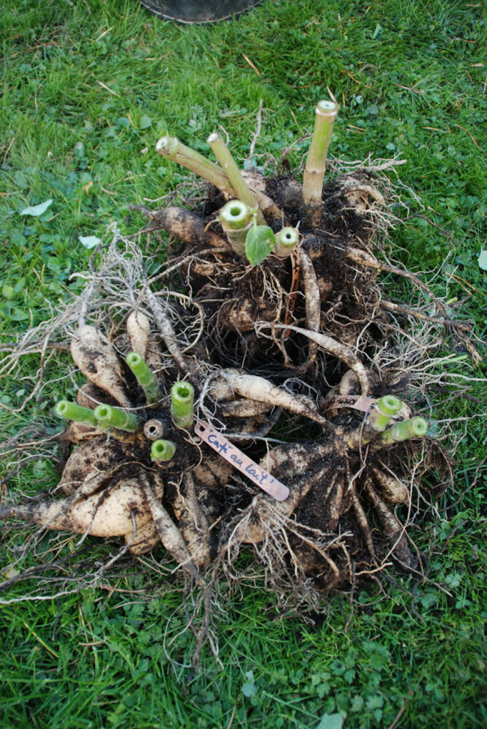 Husk å merke hver knoll med sortsnavn og gjerne høyde og farge. Fotograf: Marianne Utengen. Dahliaknoller med navnelapp i kobber.