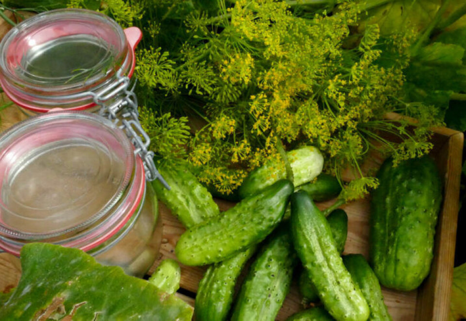 Sylteagurker sylteagurker