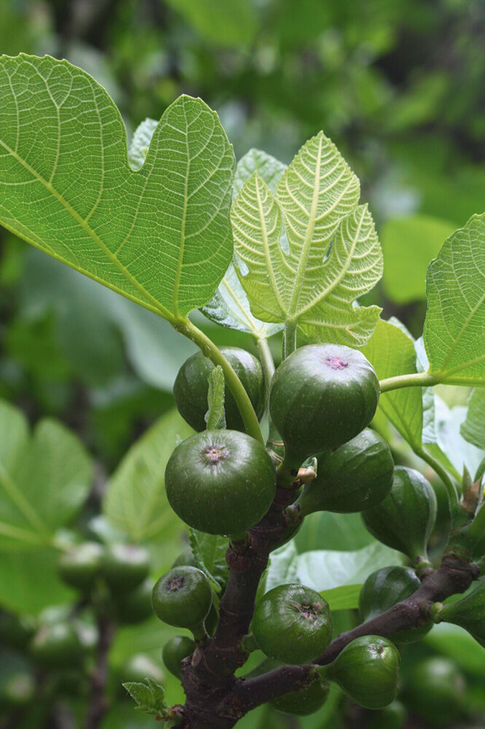 I vinterhagen kan du få moden frukt på fikenplanten. Foto: Tommy Tønsberg fiken