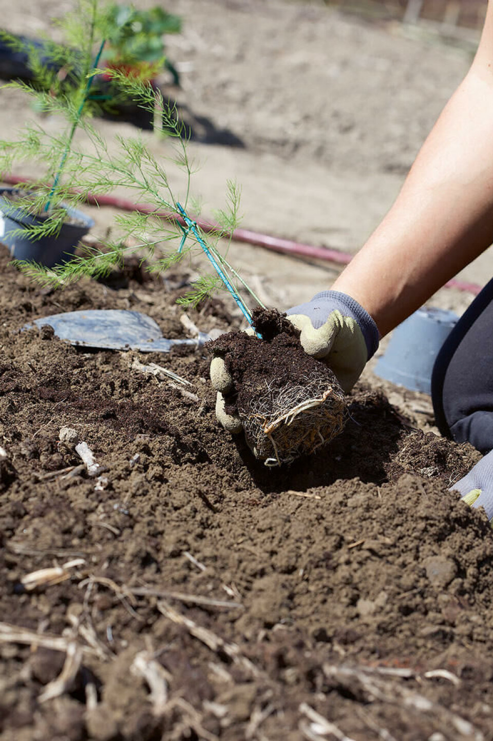Etter 1-2 år kan plantene plantes ut, helst på lett, varm, ugressfri og humusrik jord asparges plantes ut