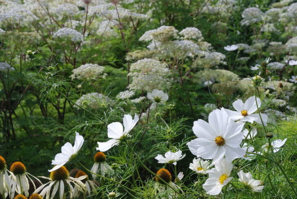 Fargene i bedet kommer fra pyntekorgens og solhattenes gule midt og fra skjermplantenes bronsefargete stilker. Foto: Jorunn Amdal bed med hvite blomster