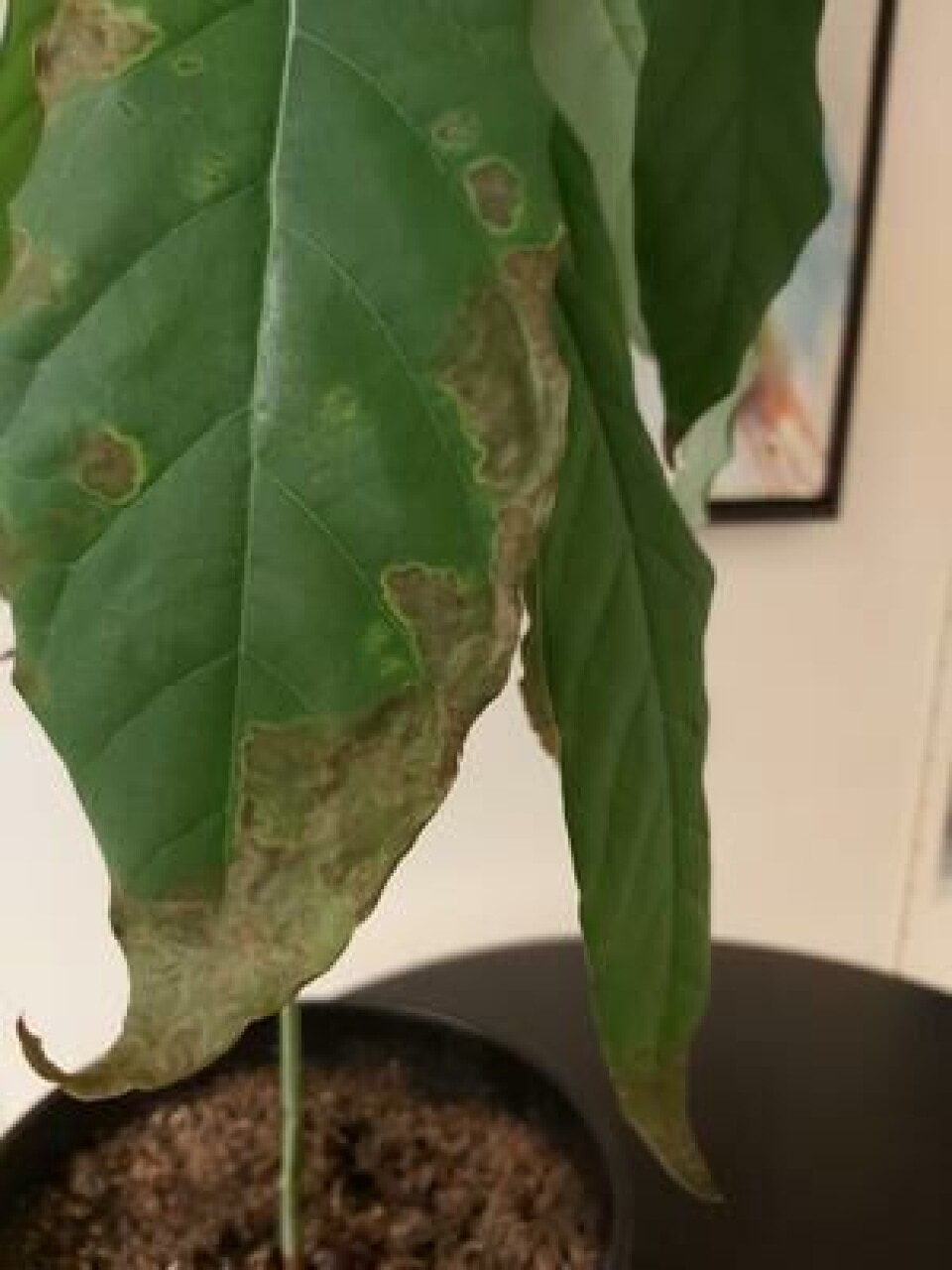 I tørr stueluft kan plantene ofte angripes av et lite skadedyr som heter spinnmidd. Angrep ses ved at bladene mister glansen og at du kan skimte et tynt spindelvev. Kan bekjempes ved gjentatte ganger å spyle over- og undersiden av bladene i dusjen. Bladverk får flekker