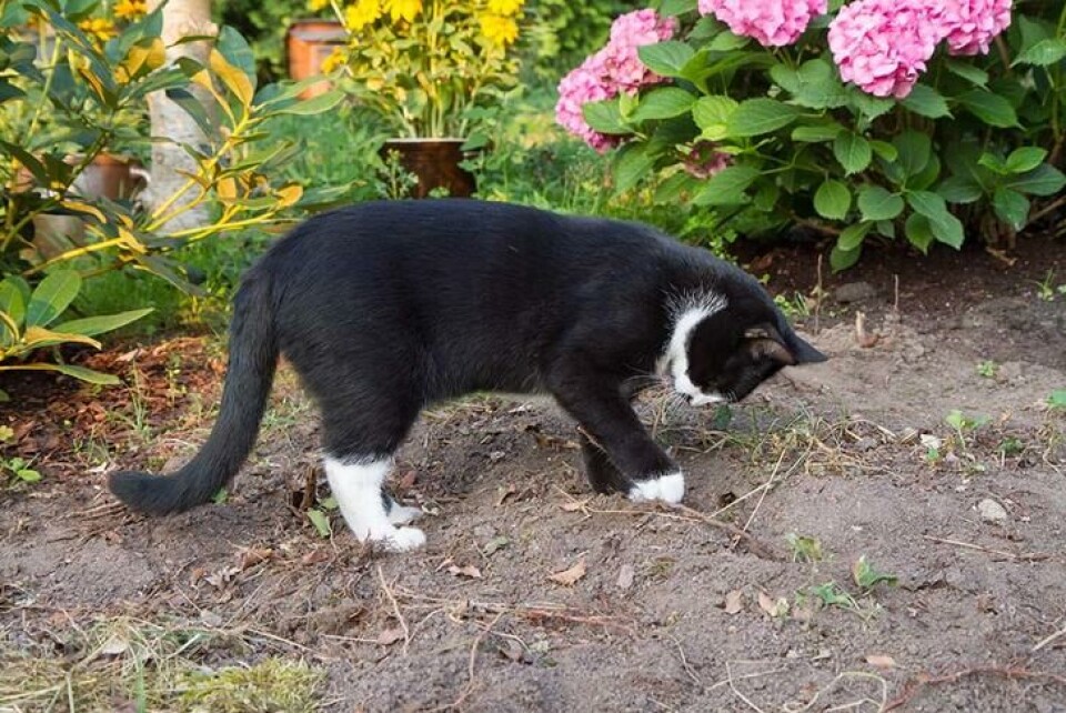 Katter liker åpen jord. Den graver ikke for å være slem, men for å dekke etter toalettbesøk. Svart katt som graver i et blomsterbed.