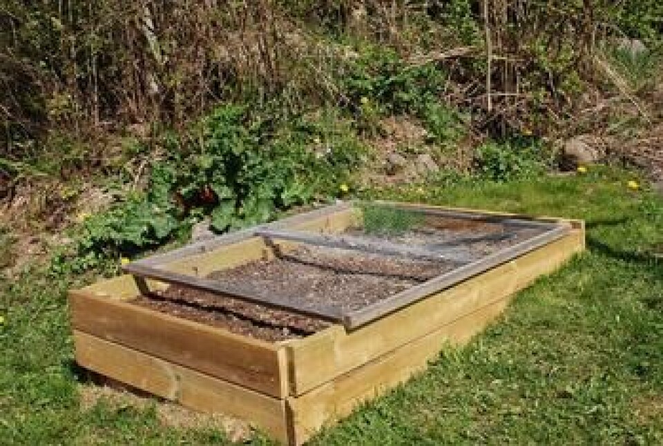 Katt på besøk i hagen kan skape stor irritasjon En grønnsakskasse dekket med en ramme av hønsenetting.