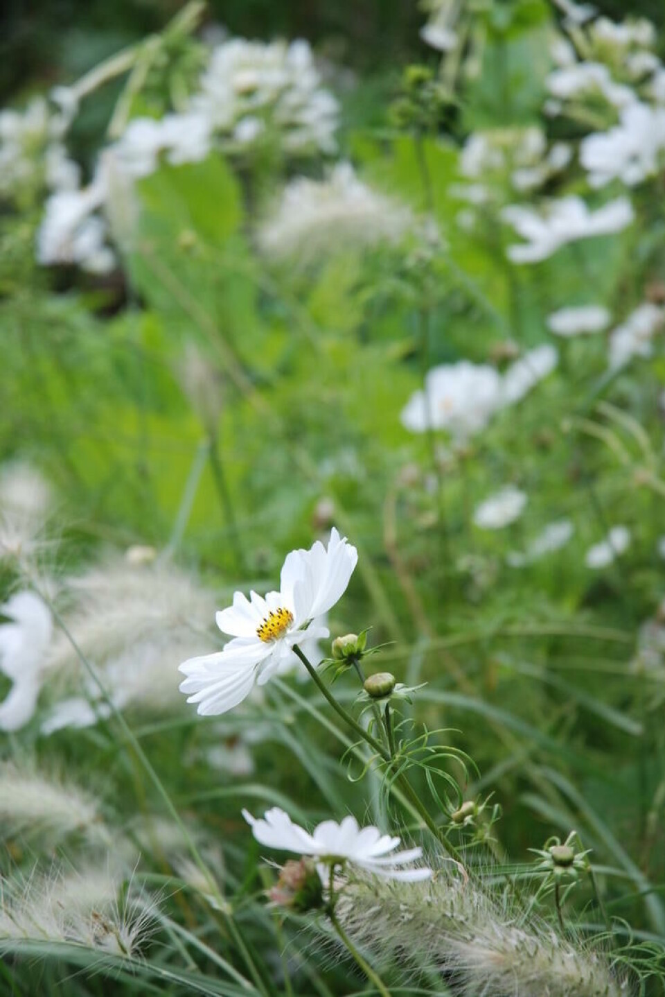 Det lysegrønne bladverket framhever pyntekorgens skinnende, hvite blomst. Foto: Jorunn Amdal Hvit pyntekorg, Cosmos