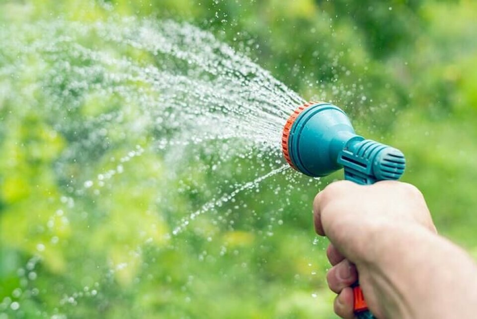 En dusj kan skremme pus, for den som har samvittighet til det. En hånd holder et turkise brusehode som spyler vann.