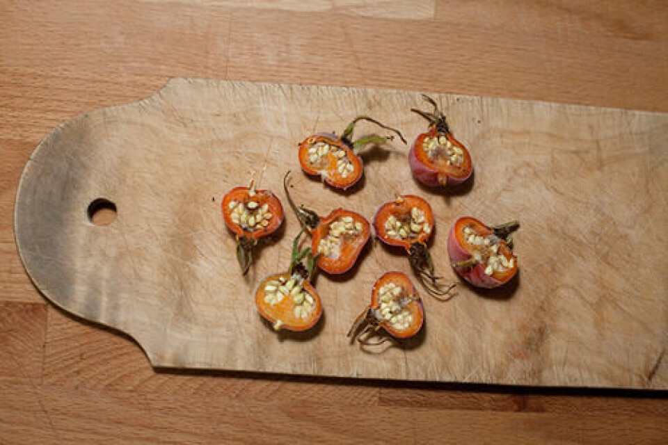 Del alle nypene i to, og skjær av den grønne stilken som sitter igjen. Legg i fryseren.	Når halvdelene er frosne er det bare å vippe ut frøene med en teskje, de kleber nesten ikke lenger i det hele tatt. Bare pass på å ta ut små porsjoner av fryseren av gangen, nypene tiner fort!		Fotograf: Beathe Schieldrop. Nyper