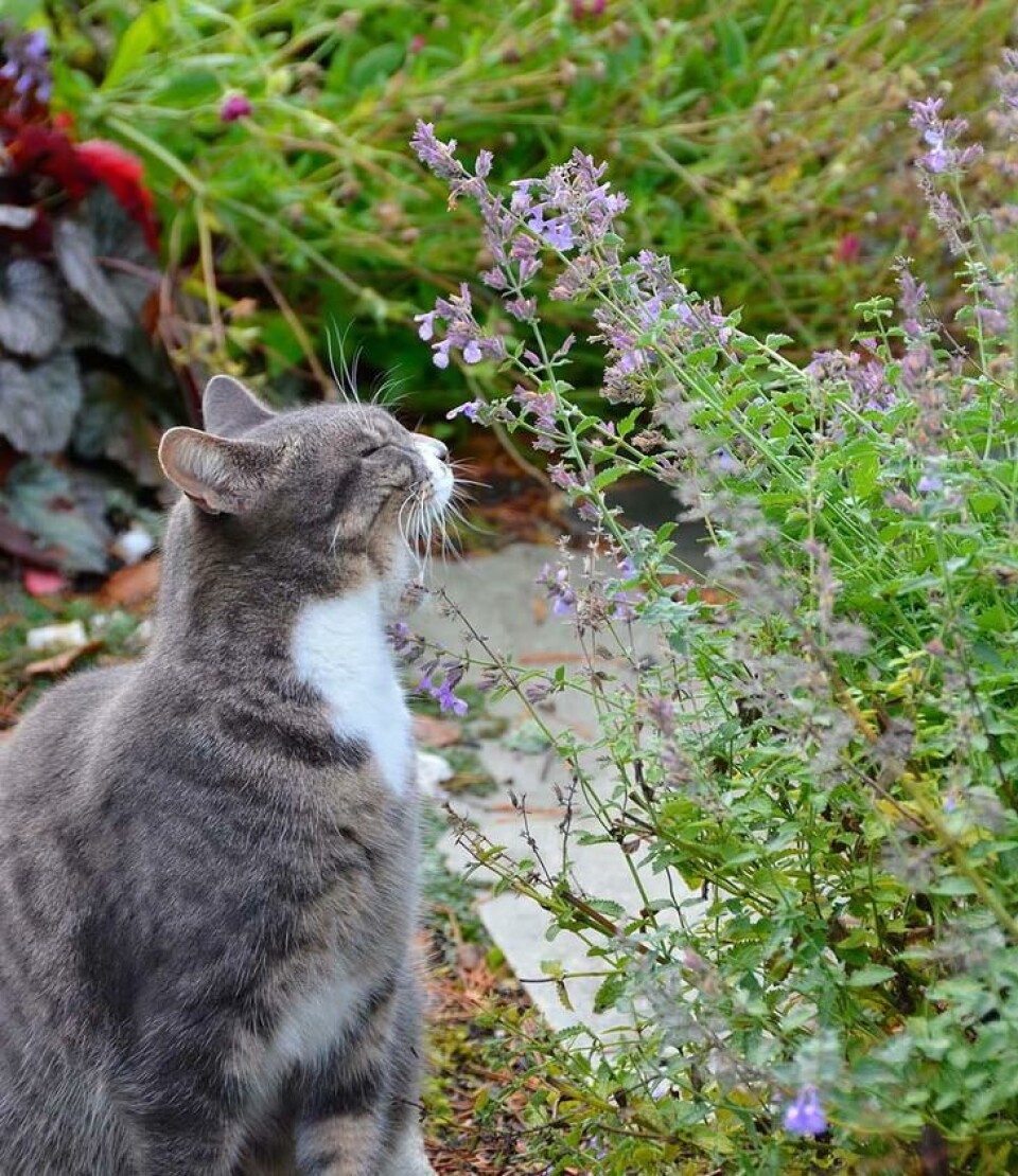 Liker pus kattemynte, svaret er JA! En katt som