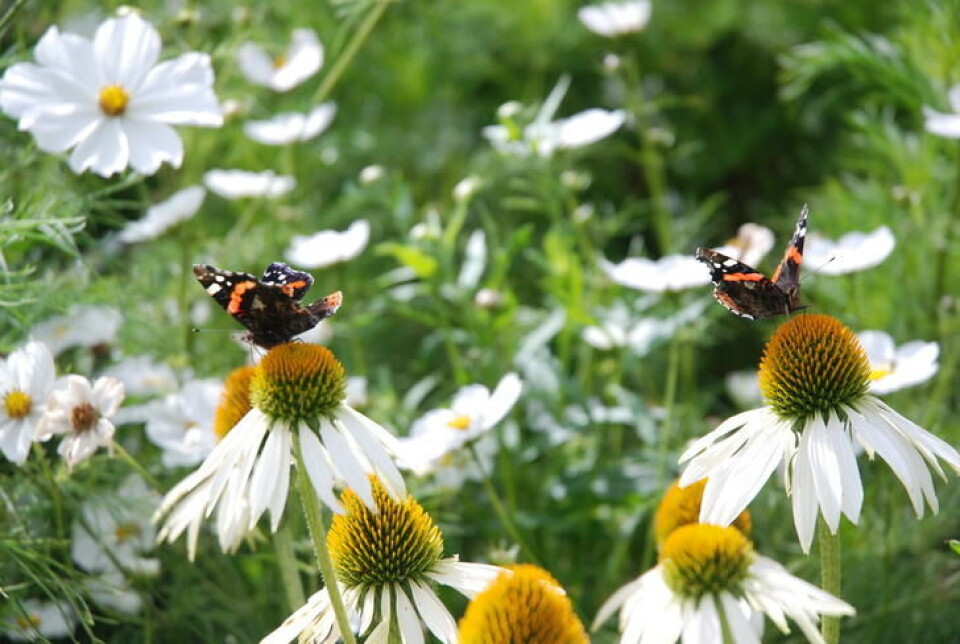 Sommerfuglene elsker solhatter! Her er det to admiralsommerfugler som suger søt nektar. Foto: Jorunn Amdal sommerfugler på hvite blomster.