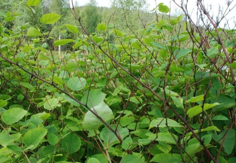 De store slirekneartene, pakslirekne, hybridslirekne og kjempeslirekne, vokser fra null til over to meter i løpet av sesongen. En skog av parkslirekne. Grove stengler og store, mørkt grønne blad.