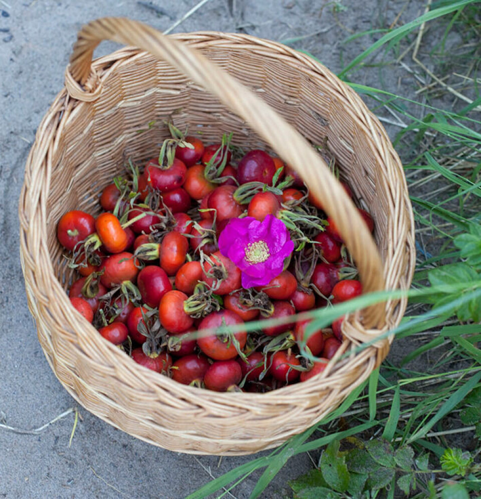 Fotograf: Beathe Schieldrop. Kurv med nyper