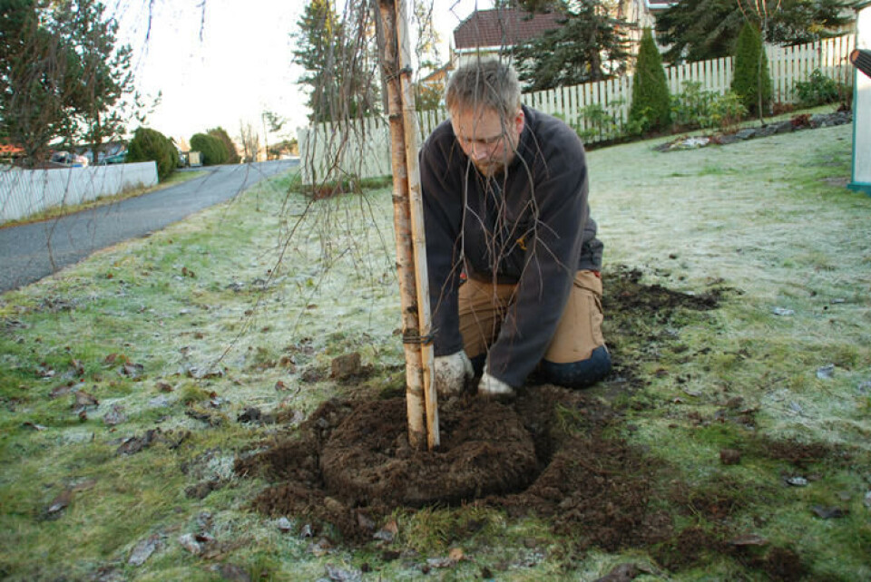 Et tre bør plantes om våren eller om høsten. En mann fyller jord rundt klumpen til et nyplantet tre.