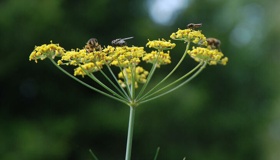 Blomsterfluen gjør ingen fortred, men er en viktig pollinator. Foto: Jorunn Amdal Bilde av blomsterfluer