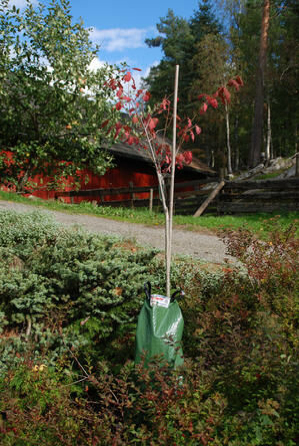 Trær kan også plantes om sommeren, men da må du være ekstra påpasselig med vanning etter planting. Et nyplantet tre med en grønn vannsekk.