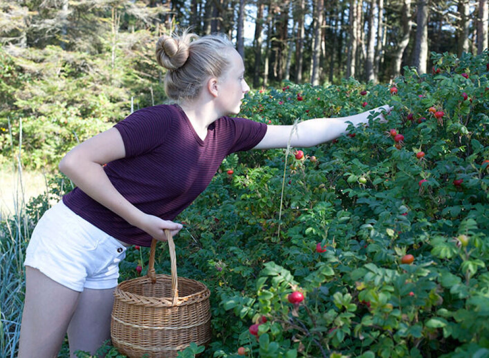 Nypesyltetøy Høsting av nyper